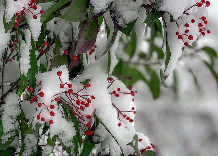 Berries Greeting Card featuring the photograph Winter Berries by Lora J Wilson
