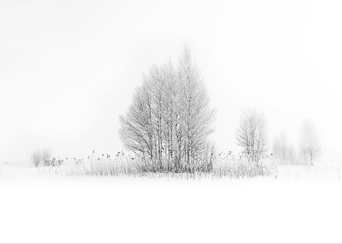 Briches Greeting Card featuring the photograph Winter Birches... by Nina Pauli