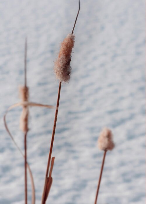 Snow Greeting Card featuring the photograph Winter Cattails by Phil And Karen Rispin