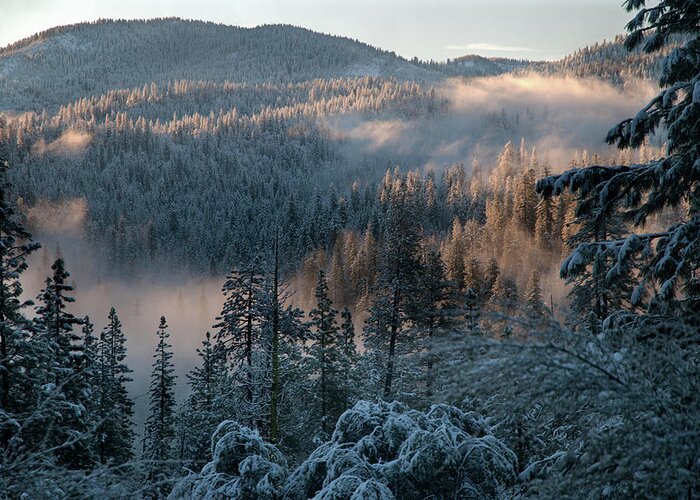 Scenics Greeting Card featuring the photograph Winter Forest In Yosemite by Mitch Diamond