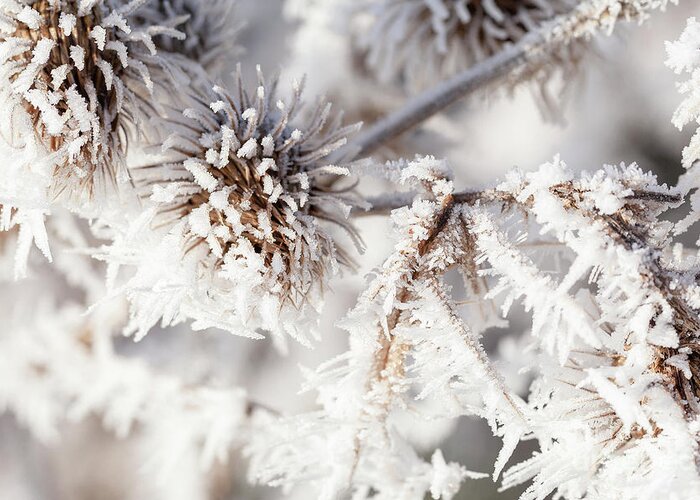 Freezing Greeting Card featuring the photograph Winter frost on a garden thistle close up by Simon Bratt