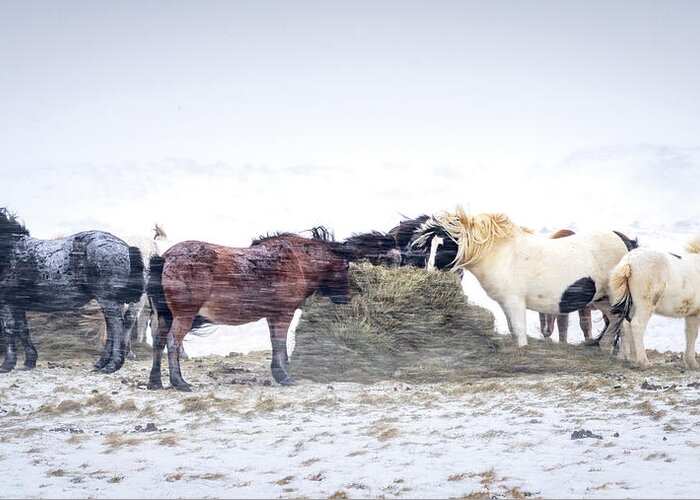 Iceland Greeting Card featuring the photograph Winter Horses by Framing Places