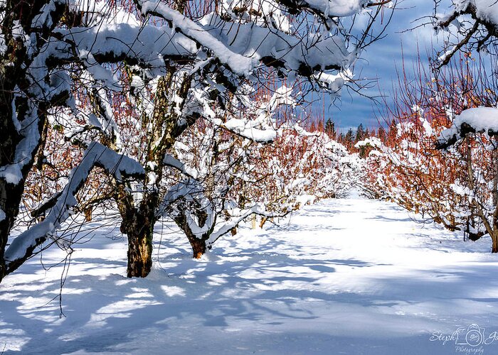 Apple Greeting Card featuring the photograph Winter in the Orchards by Steph Gabler