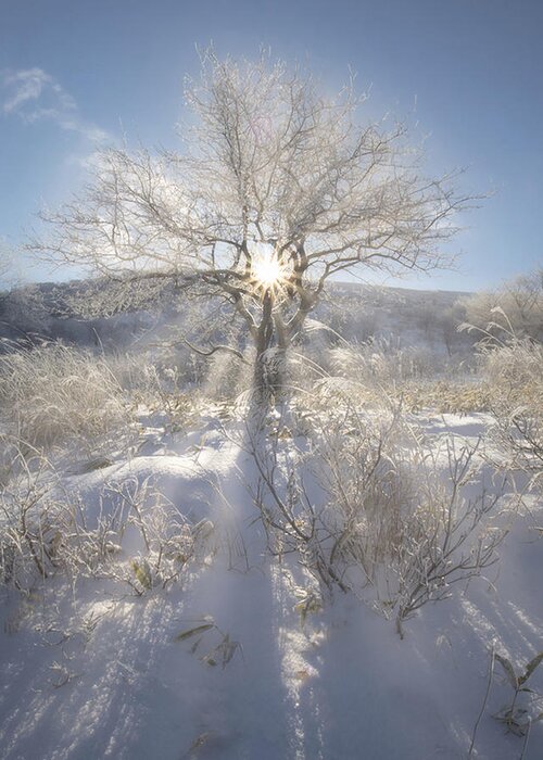 Tree Greeting Card featuring the photograph Winter Morning In The Mountain by Makiko Samejima