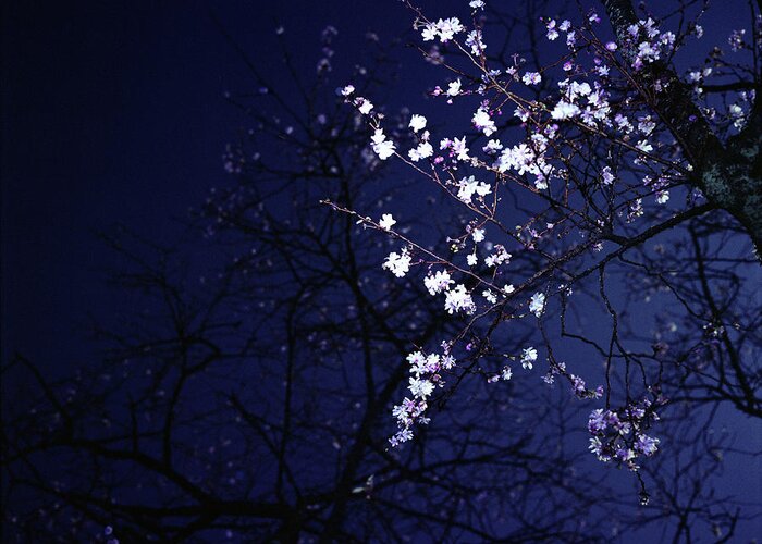 Outdoors Greeting Card featuring the photograph Winter Night Cherry Blossoms by Taken By Toshiaki Iwahori