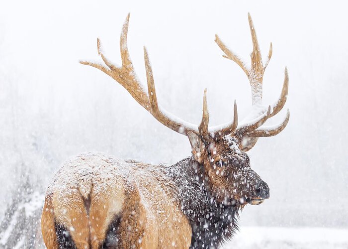 Wildlife Greeting Card featuring the photograph Winter by Richard Liu