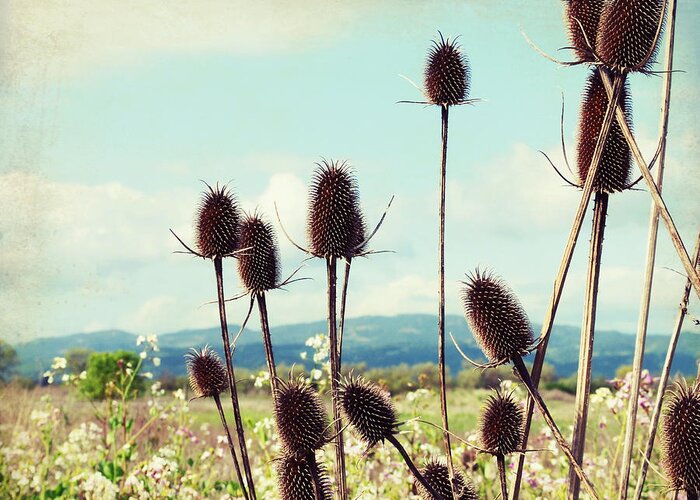 Teasel Greeting Card featuring the photograph Winter Teasel by Lupen Grainne