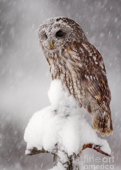 Magic Greeting Card featuring the photograph Winter Wildlife Scene With Tawny Owl by Ondrej Prosicky