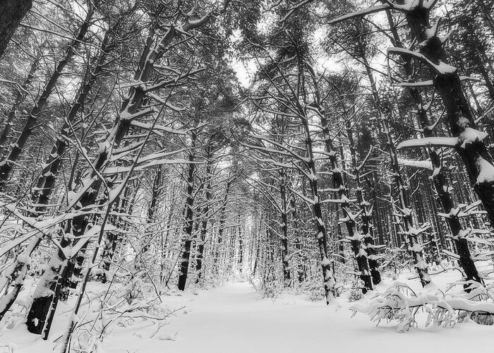 Fresh Greeting Card featuring the photograph Winter Woods by Owen Weber