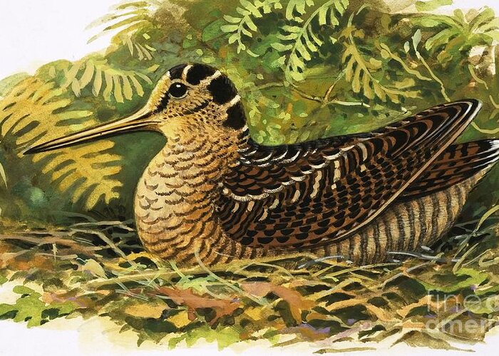 Wildlife Greeting Card featuring the painting Woodcock by Rb Davis