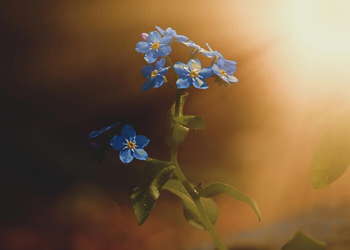 Wood Forget Me Not Greeting Card featuring the photograph Woodland Forget-Me-Not by Bob Orsillo