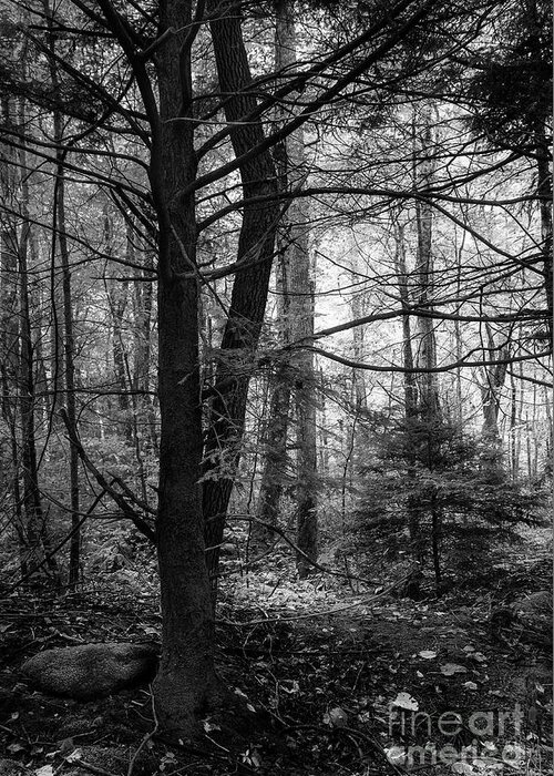 Forest Greeting Card featuring the photograph Woodland Scene by Mike Eingle