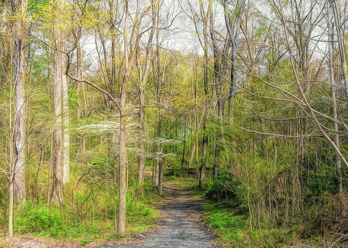 Trees Greeting Card featuring the photograph Woodland Trail by Susan Hope Finley
