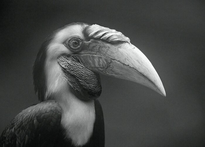 Disk1215 Greeting Card featuring the photograph Wreathed Hornbill Portrait by Tim Fitzharris
