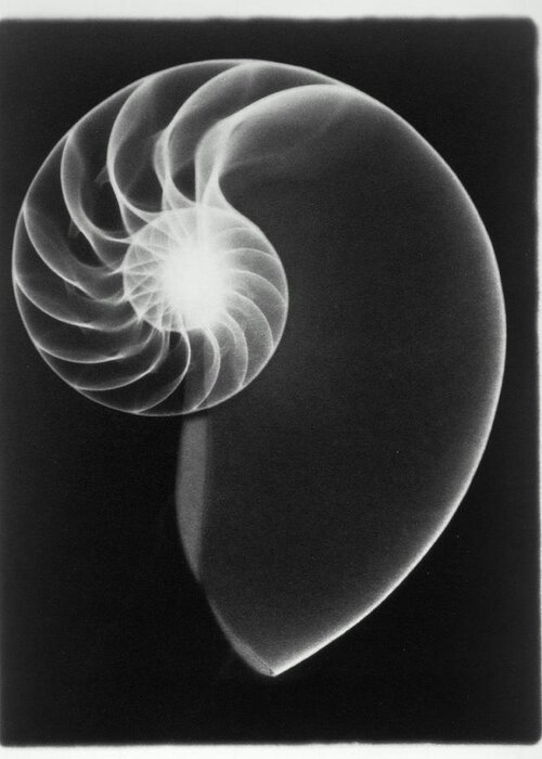 Animal Shell Greeting Card featuring the photograph X-ray Of Nautilus Shell B&w by Peter Dazeley