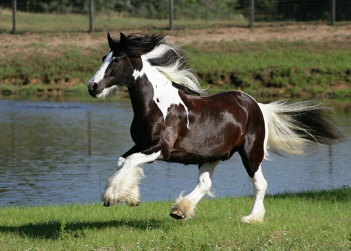 Xr9c4082 Gypsy Vanner-tango-horse Feathers Farm Greeting Card featuring the photograph Xr9c4082 Gypsy Vanner-tango-horse Feathers Farm, Tx by Bob Langrish