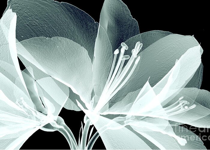 Floral Greeting Card featuring the digital art Xray Image Of A Flower Isolated by Posteriori