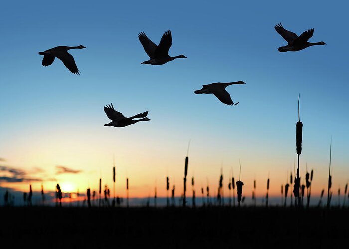 Formation Flying Greeting Card featuring the photograph Xxl Migrating Canada Geese At Sunset by Sharply done