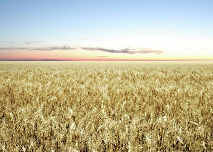 Scenics Greeting Card featuring the photograph Xxl Wheat Field Twilight by Sharply done