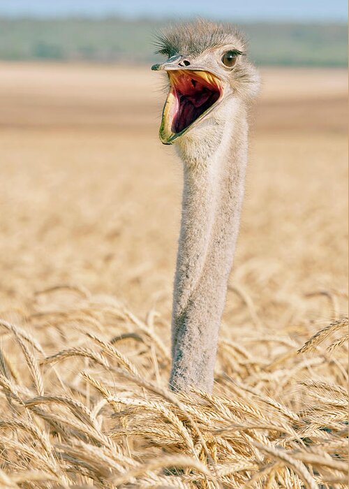 Yawning Greeting Card featuring the photograph Yawning Ostrich On Corn Field by Peter Chadwick