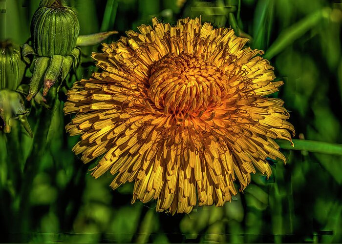 Dandelions Greeting Card featuring the photograph Yellow and orange on dark green #i7 by Leif Sohlman