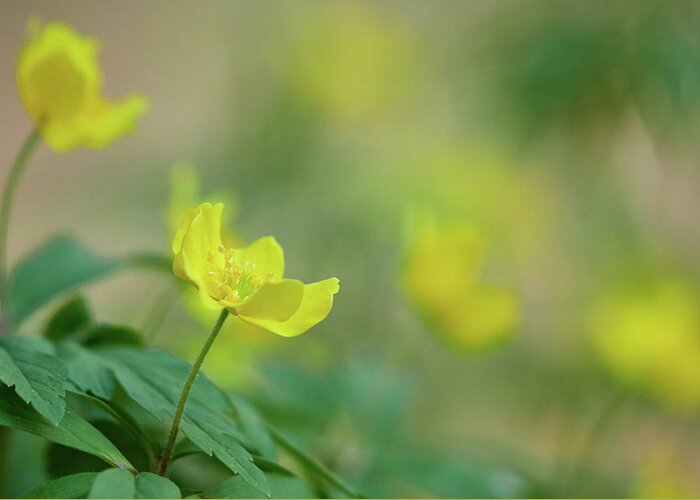Anemone Ranunculoides Greeting Card featuring the photograph Yellow anemone and friends by Jouko Lehto