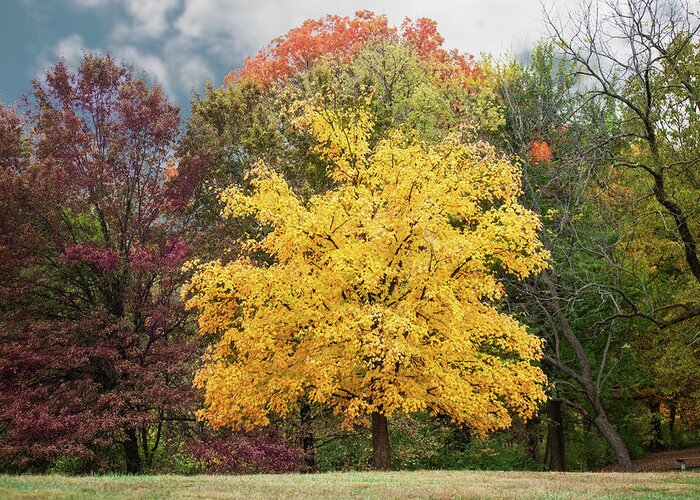 Yellow Leaves Greeting Card featuring the photograph Yellow Autumn by Ed Taylor