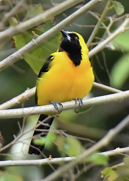 Birds Of Panama Greeting Card featuring the photograph Yellow-backed Oriole by Alan Lenk