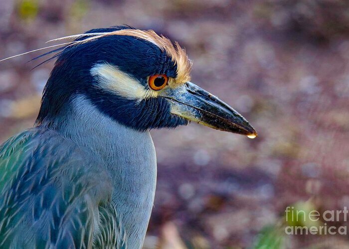 Bird Greeting Card featuring the photograph Yellow-crowned Night Heron by Susan Rydberg