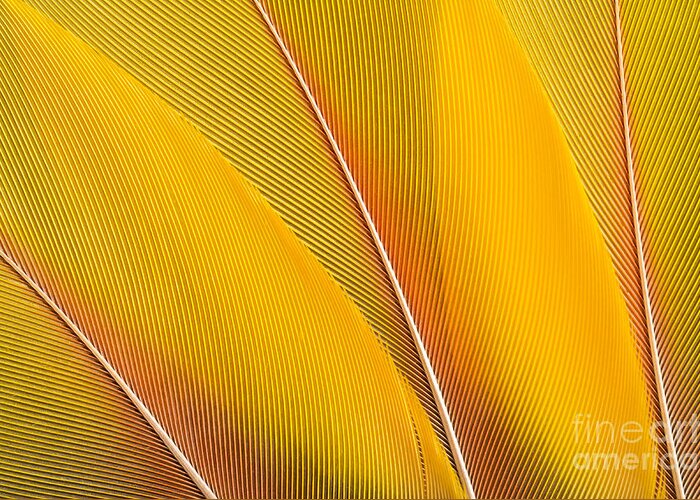 Birthday Greeting Card featuring the photograph Yellow Feathers Background Composition by Mustafanc