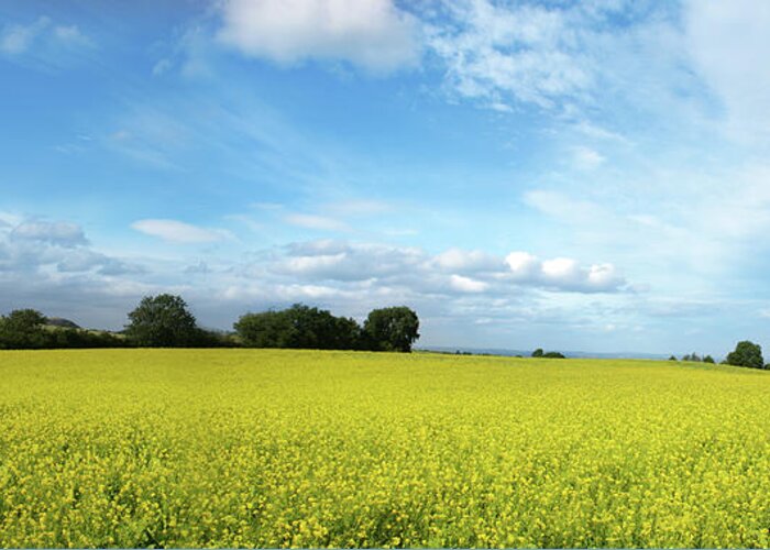 Panoramic Greeting Card featuring the photograph Yellow Field 01 by Lpettet