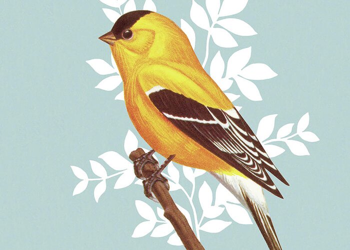 Animal Greeting Card featuring the drawing Yellow Finch by CSA Images