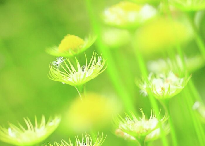 Grass Greeting Card featuring the photograph Yellow Flowers In Botanical Garden by Kiyoshi Noguchi