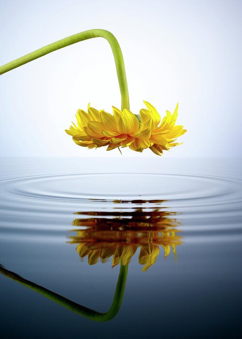 Tranquility Greeting Card featuring the photograph Yellow Gerber Daisy Looking Into A Pool by Chris Stein