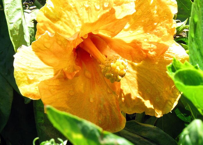Flower Greeting Card featuring the photograph Yellow Giant After The Rain by Amy Hosp