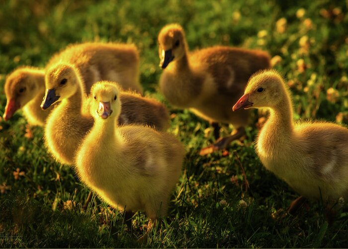 Goslings Geese Canada Geese Goose Grass Flowers Spring Green Yellow Wildlife Stoughton Wi Wisconsin Ducklings Greeting Card featuring the photograph Wild yellow goslings in springtime grass and flowers by Peter Herman
