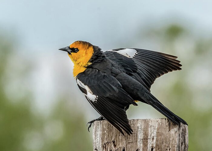Yellow-headed Blackbird Greeting Card featuring the photograph Yellow-Headed Blackbird by Yeates Photography