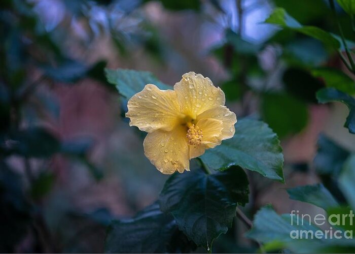 Hibiscus Greeting Card featuring the photograph Yellow Hibiscus by Susan Rydberg