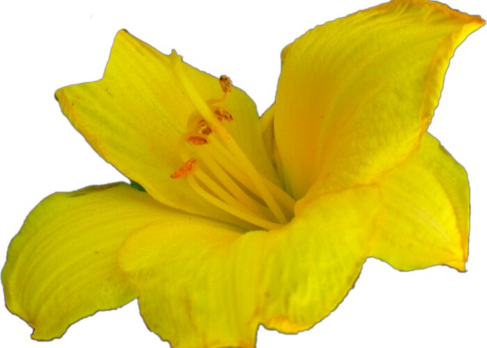 Yellow Greeting Card featuring the photograph Yellow Lily Flower Photograph Best for Shirts by Delynn Addams