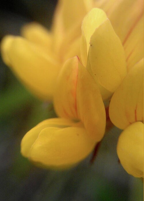 Tranquility Greeting Card featuring the photograph Yellow Monkeyflower by Owen Franssen Photography