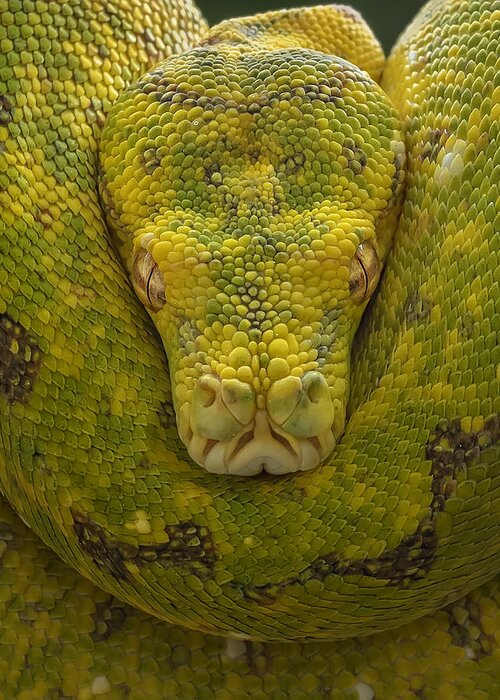 Snake Greeting Card featuring the photograph Yellow by Tantoyensen