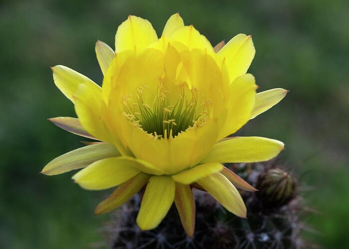 Yellow Torch Cactus Greeting Card featuring the photograph Yellow Torch by Saija Lehtonen