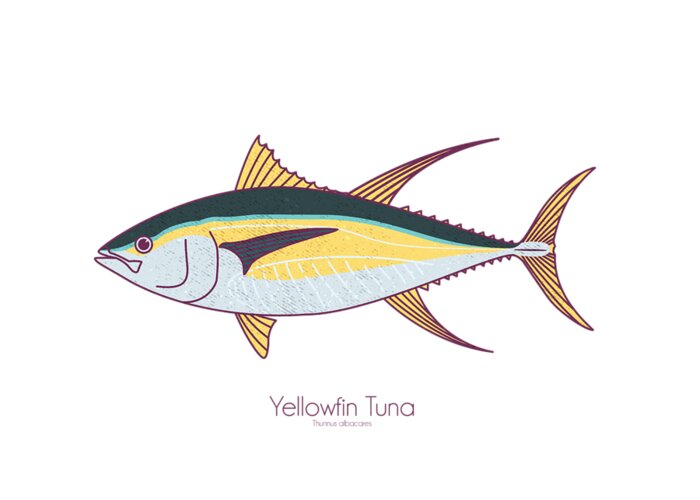 Yellowfin Tuna Greeting Card featuring the digital art Yellowfin Tuna by Kevin Putman