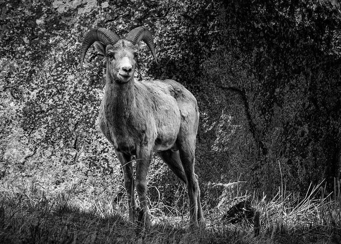 Bighorn Sheep Greeting Card featuring the photograph Yellowstone Bighorn BW by Rick Pisio
