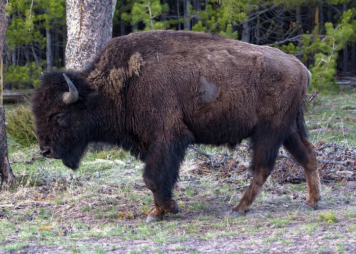 Bison Greeting Card featuring the photograph Yellowstone Bison 4 by Rick Pisio