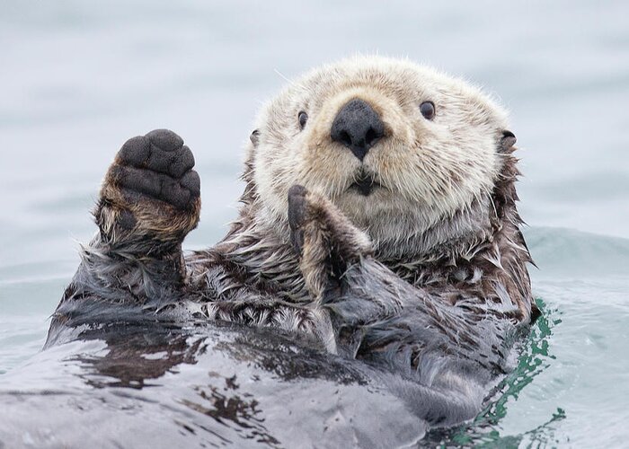 #faatoppicks Greeting Card featuring the photograph Yesterday I Caught A Fish Thiiis Big! - Otter. Alaska by Roman Golubenko