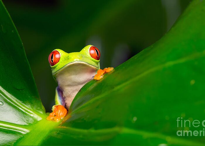 Forest Greeting Card featuring the photograph Yo A Red Eye Tree Frog by Mark Bridger