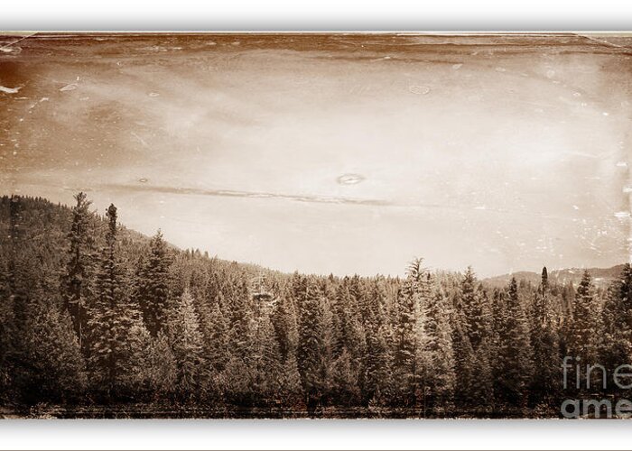 Yosemite Greeting Card featuring the photograph Yosemite National Park Forest of Trees Collection A Vintage Look by John Shiron