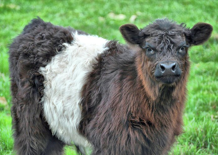 Around Greeting Card featuring the photograph Young Beltie by JAMART Photography