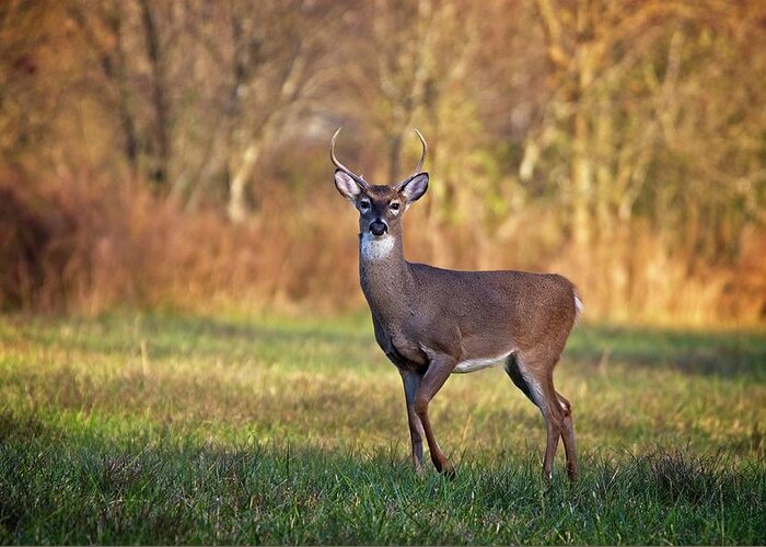 Wildlife Greeting Card featuring the photograph Young Buck by John Benedict